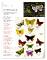 Origami Butterflies (+ DVD)