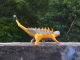 Papercraft Ankylosaurus DIY + Glue and brush