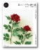 Beautiful Origami Rose (+ DVD)